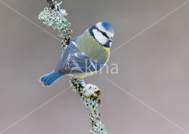 Blue Tit (Parus caeruleus)