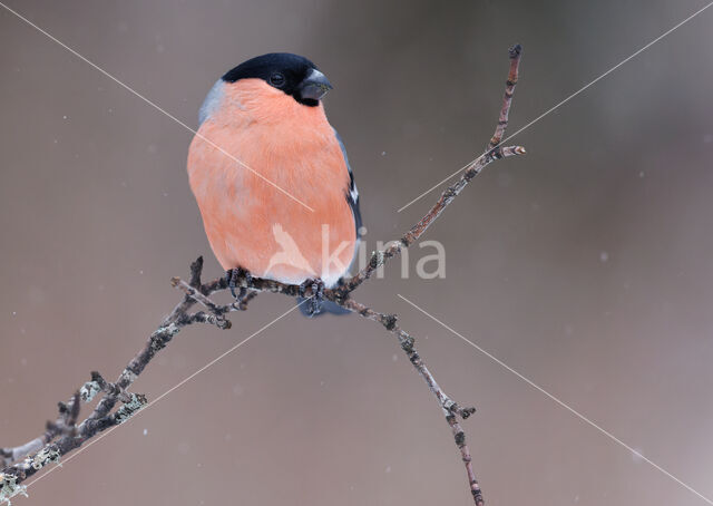 Eurasian Bullfinch (Pyrrhula pyrrhula)