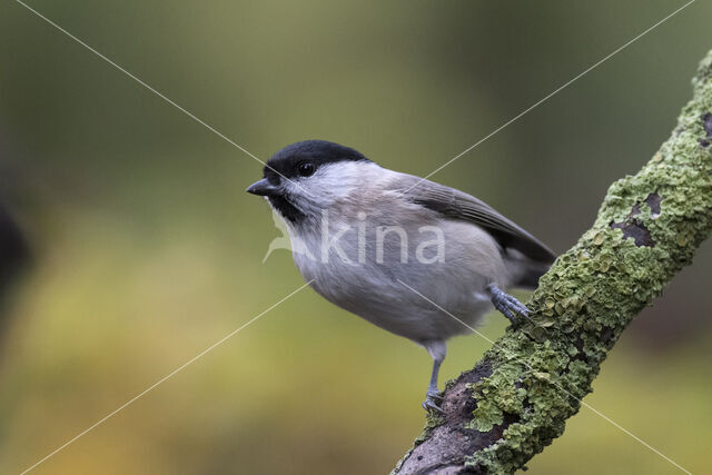 Marsh Tit (Parus palustris)