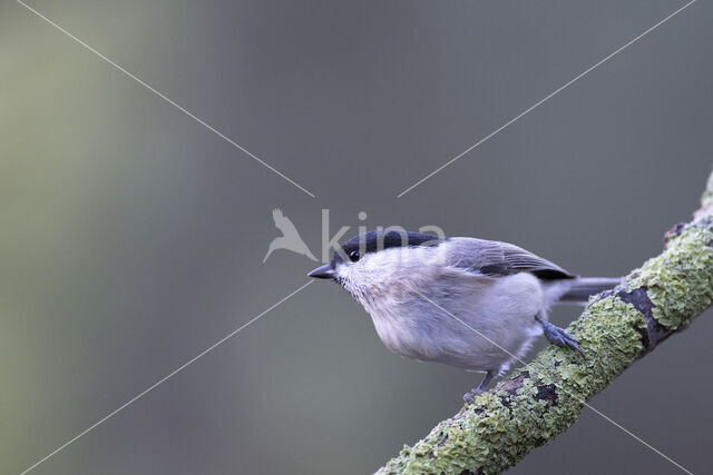 Glanskop (Parus palustris)