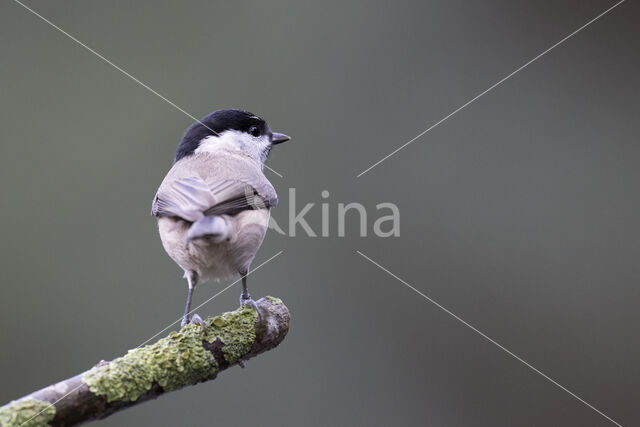 Marsh Tit (Parus palustris)