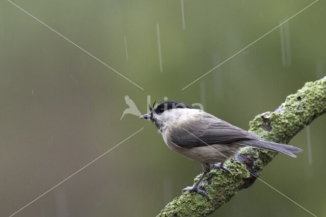 Marsh Tit (Parus palustris)