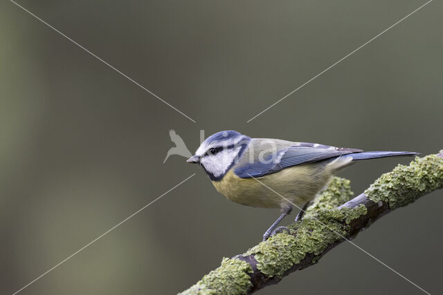 Blue Tit (Parus caeruleus)