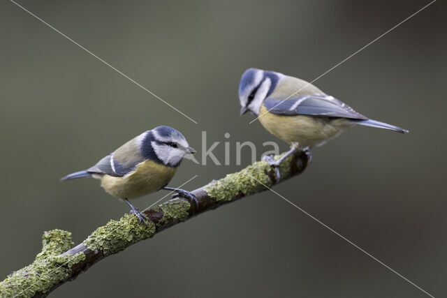 Blue Tit (Parus caeruleus)