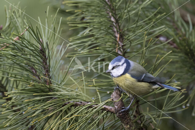 Blue Tit (Parus caeruleus)