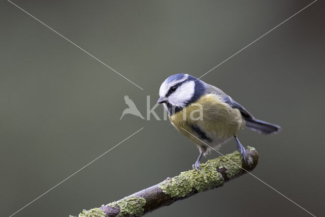 Blue Tit (Parus caeruleus)