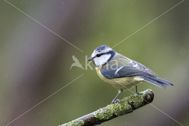 Blue Tit (Parus caeruleus)