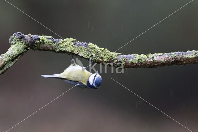 Blue Tit (Parus caeruleus)