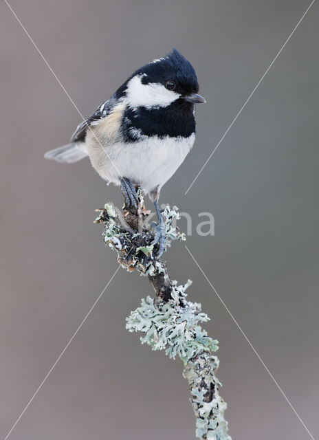 Zwarte Mees (Parus ater)