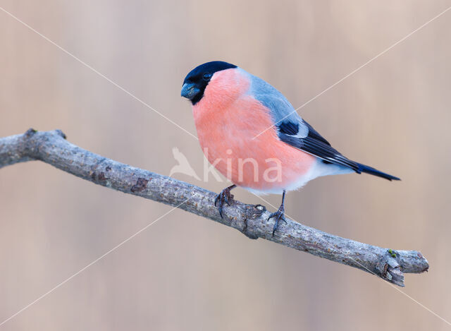 Eurasian Bullfinch (Pyrrhula pyrrhula)