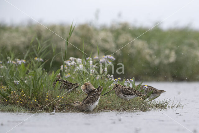 Watersnip (Gallinago gallinago)