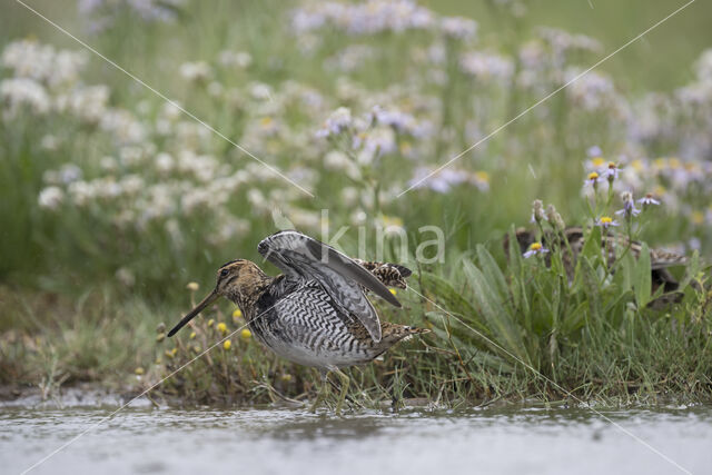 Watersnip (Gallinago gallinago)