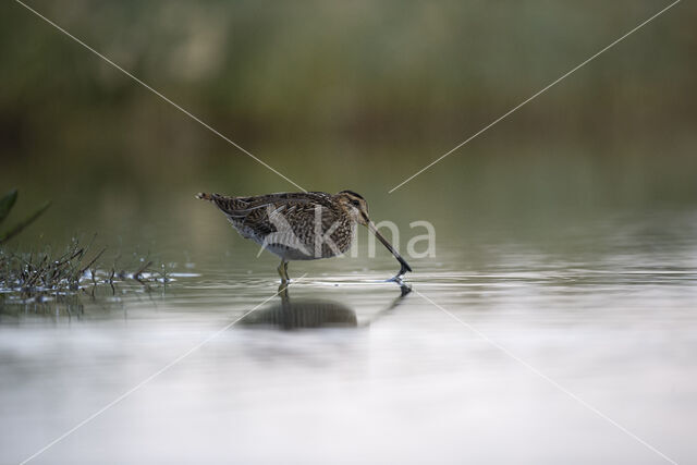 Common Snipe (Gallinago gallinago)