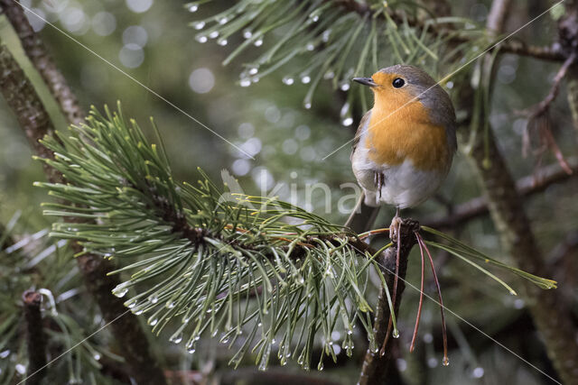 European Robin (Erithacus rubecula)