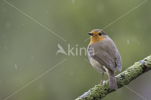 European Robin (Erithacus rubecula)