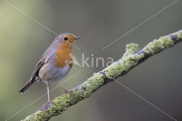 European Robin (Erithacus rubecula)