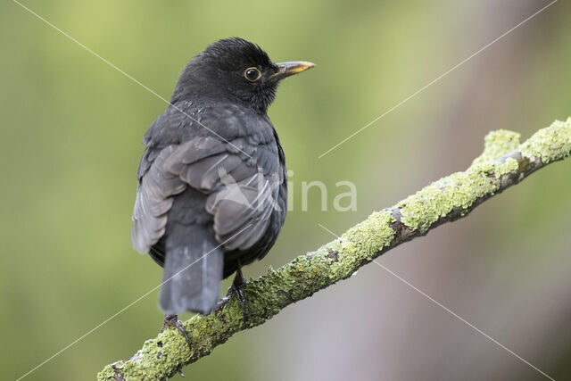 Merel (Turdus merula)