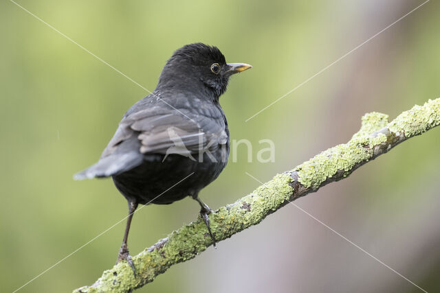 Eurasian Blackbird (Turdus merula)