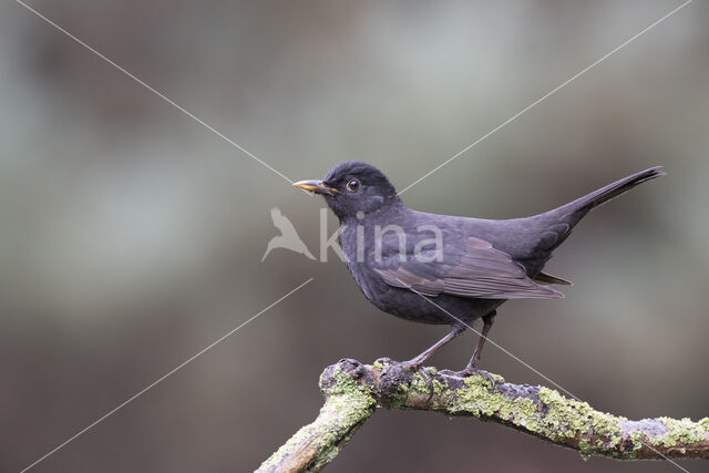 Merel (Turdus merula)