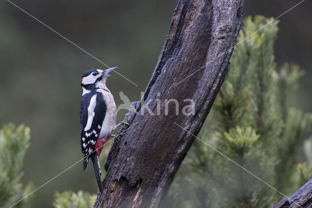 Grote Bonte Specht (Dendrocopos major)