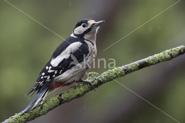 Grote Bonte Specht (Dendrocopos major)