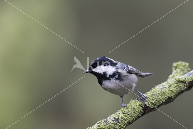 Zwarte Mees (Parus ater)