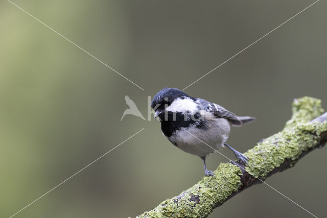 Coal Tit (Parus ater)