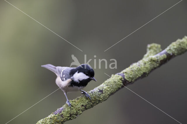 Zwarte Mees (Parus ater)