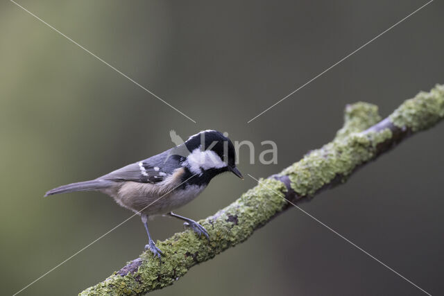 Coal Tit (Parus ater)