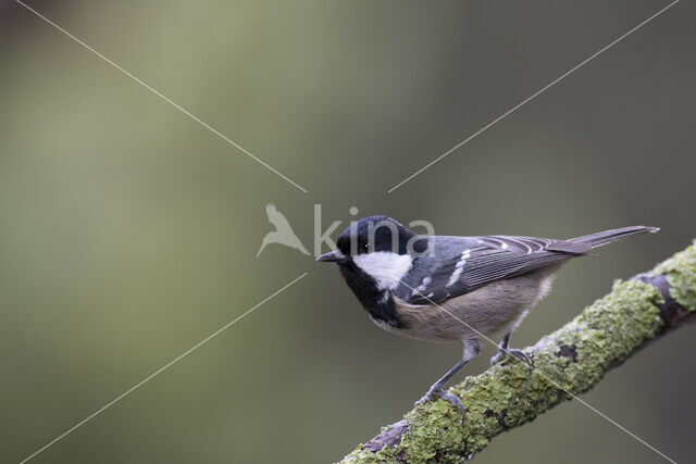 Coal Tit (Parus ater)