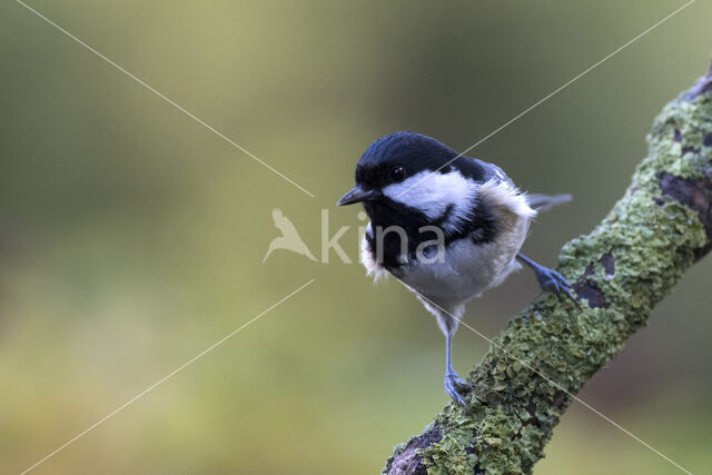 Zwarte Mees (Parus ater)