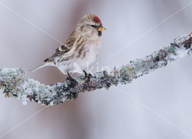 Grote Barmsijs (Carduelis flammea rostrata)