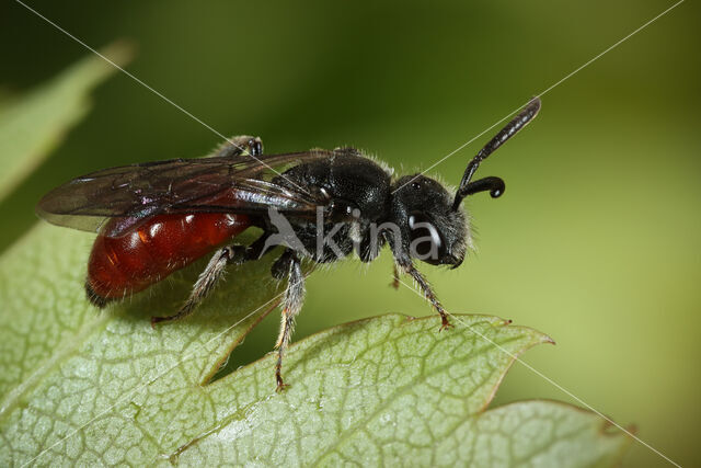 Kortsnuitbloedbij (Sphecodes majalis)