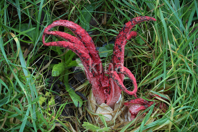 Inktviszwam (Clathrus archeri)