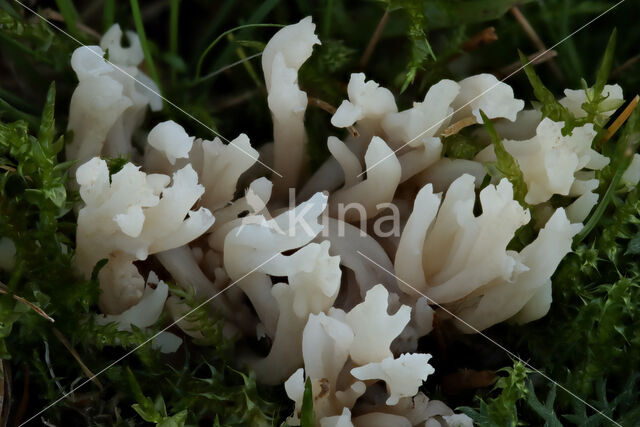 Witte koraalzwam (Clavulina coralloides)