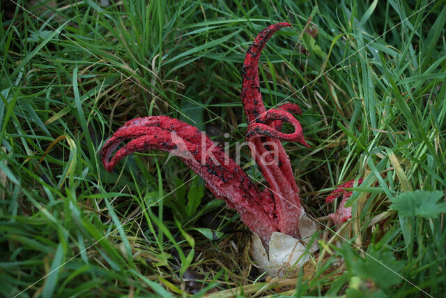 Inktviszwam (Clathrus archeri)