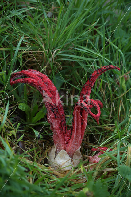 Inktviszwam (Clathrus archeri)