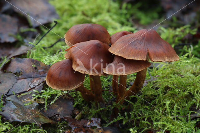 Bleke geelvezelgordijnzwam (Cortinarius saniosus)