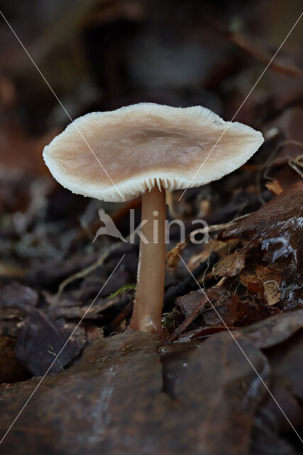 Botercollybia (Collybia butyracea)