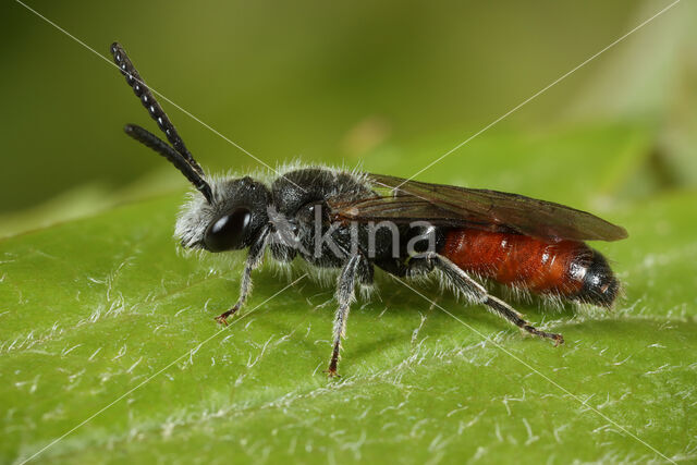 Kortsnuitbloedbij (Sphecodes majalis)