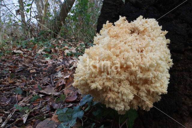 Coral tooth (Hericium coralloides)