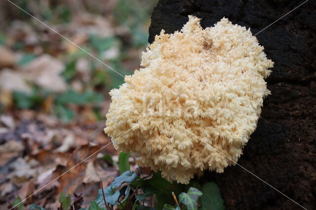 Coral tooth (Hericium coralloides)