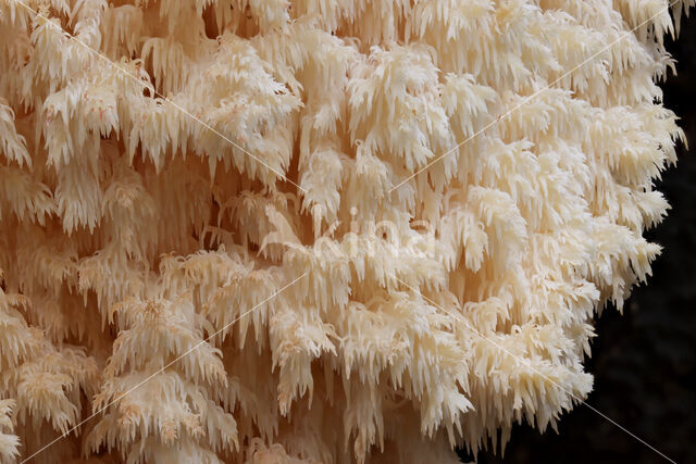 Kammetjesstekelzwam (Hericium coralloides)