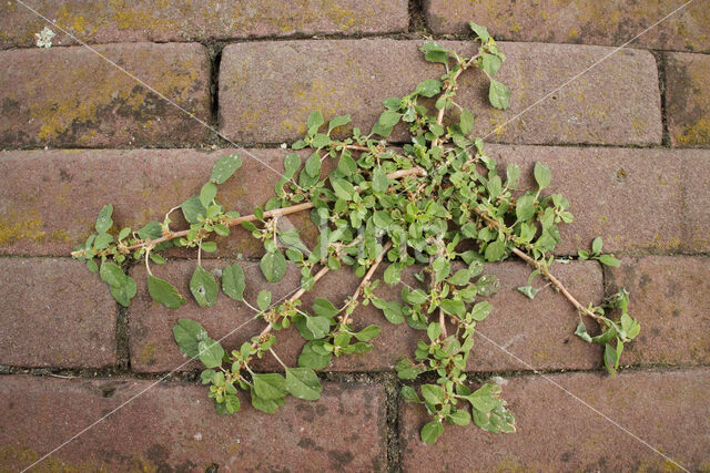 Kleine majer (Amaranthus blitum)