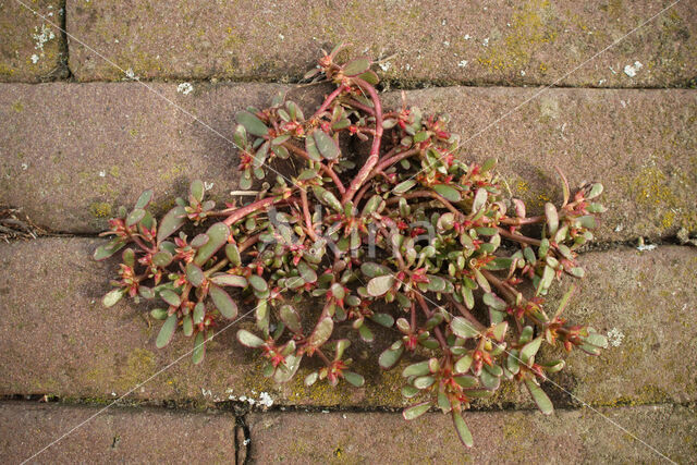 Postelein (Portulaca oleracea)