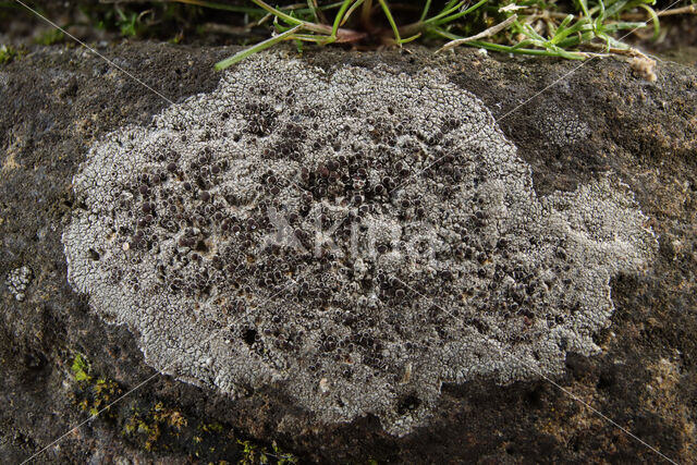 rim lichen (Lecanora campestris)