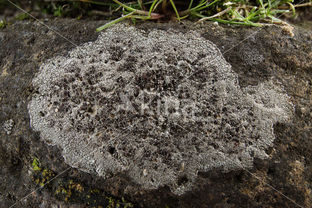 Kastanjebruine schotelkorst (Lecanora campestris)