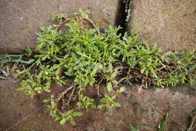 Lesser Swine-cress (Coronopus didymus)