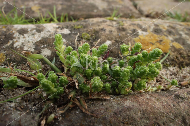 Muurpeper (Sedum acre)