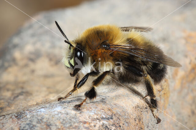 Mooie sachembij (Anthophora aestivalis)